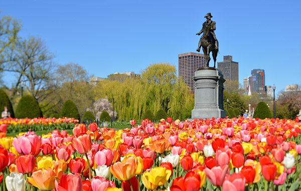 tulips-boston-public-garden