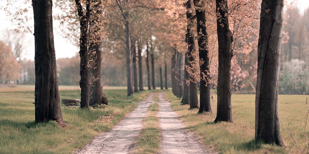 old country road lined with oak trees