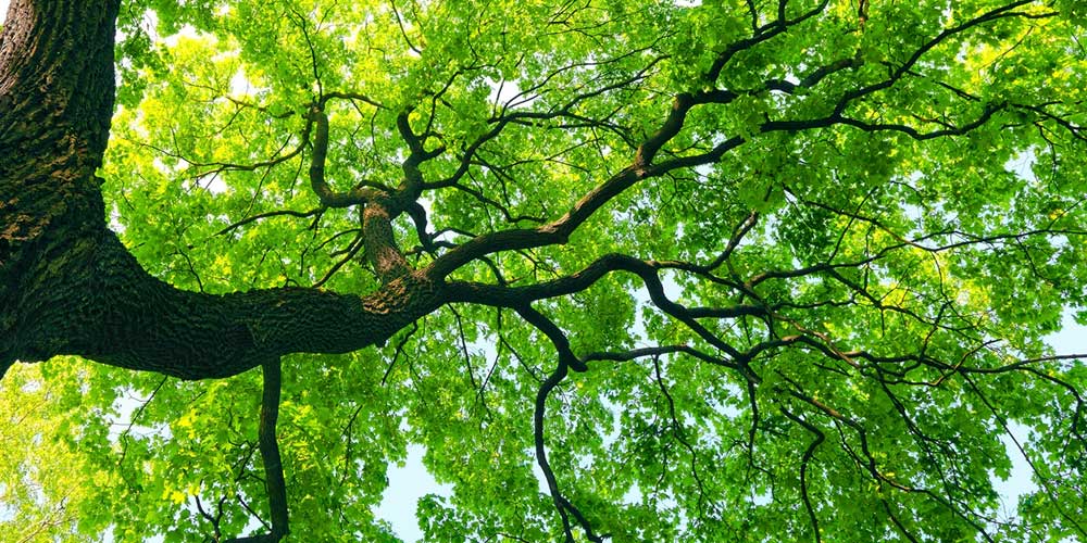 view of oak tree in sunlight from the ground looking up