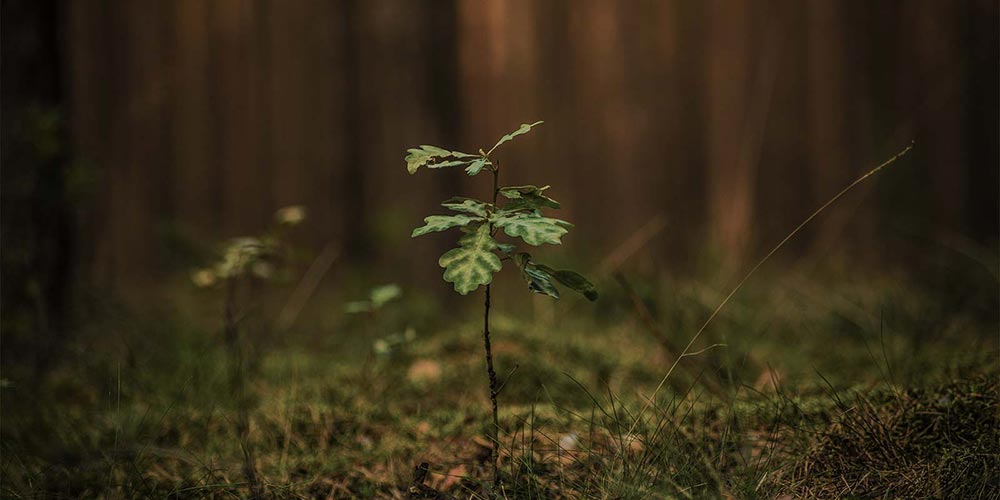 young oak tree growing in the forest